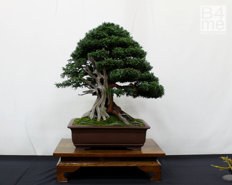 Taxus Yew bonsai